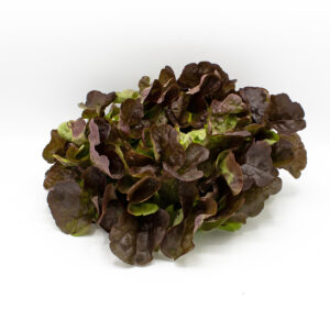 Eichblattsalat