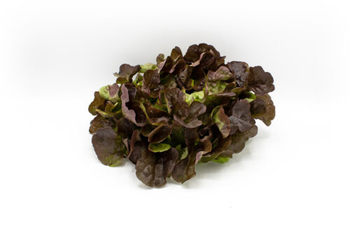 Eichblattsalat