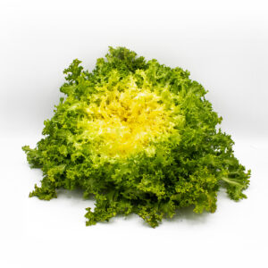 Friséesalat