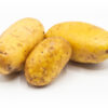 Kartoffel Sorte Talent mehligkochend